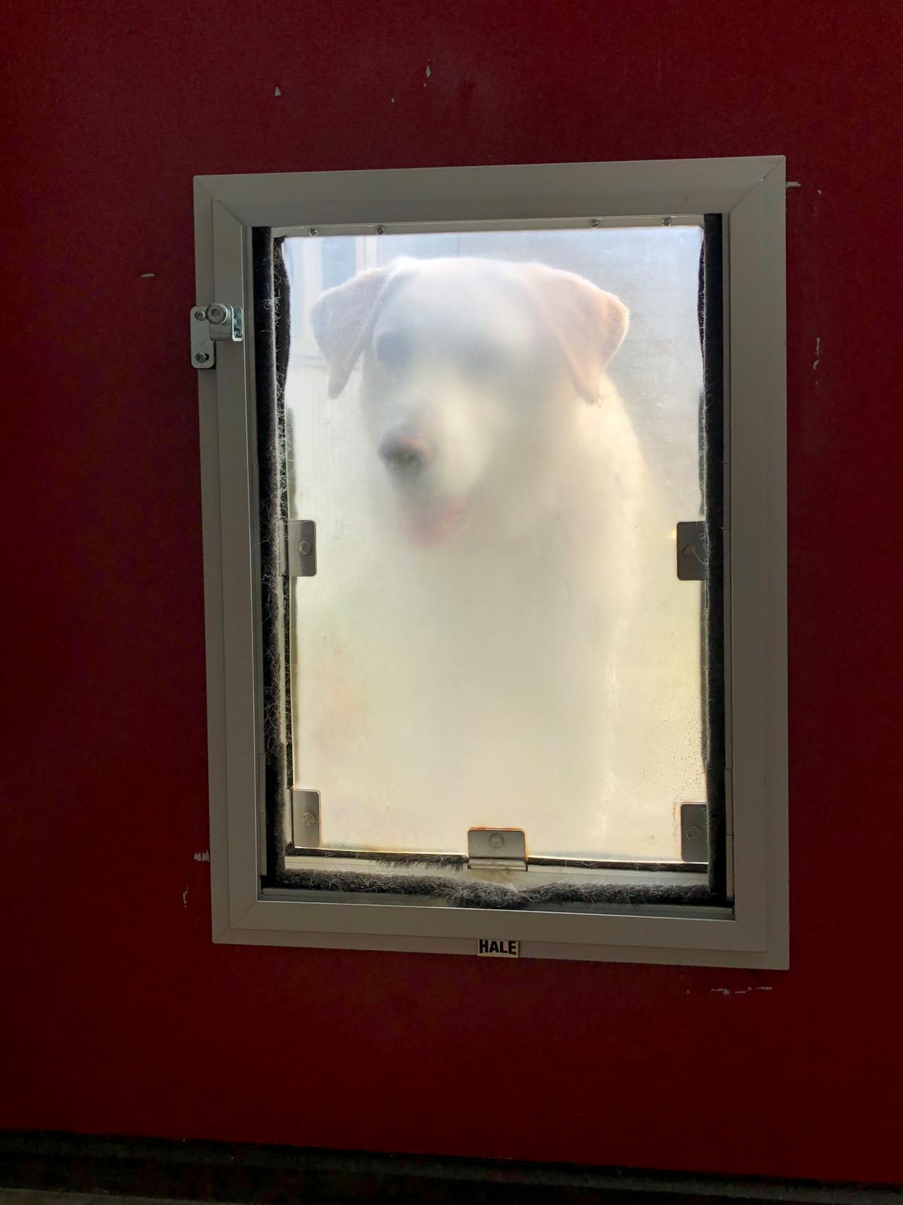 pet door in garage door